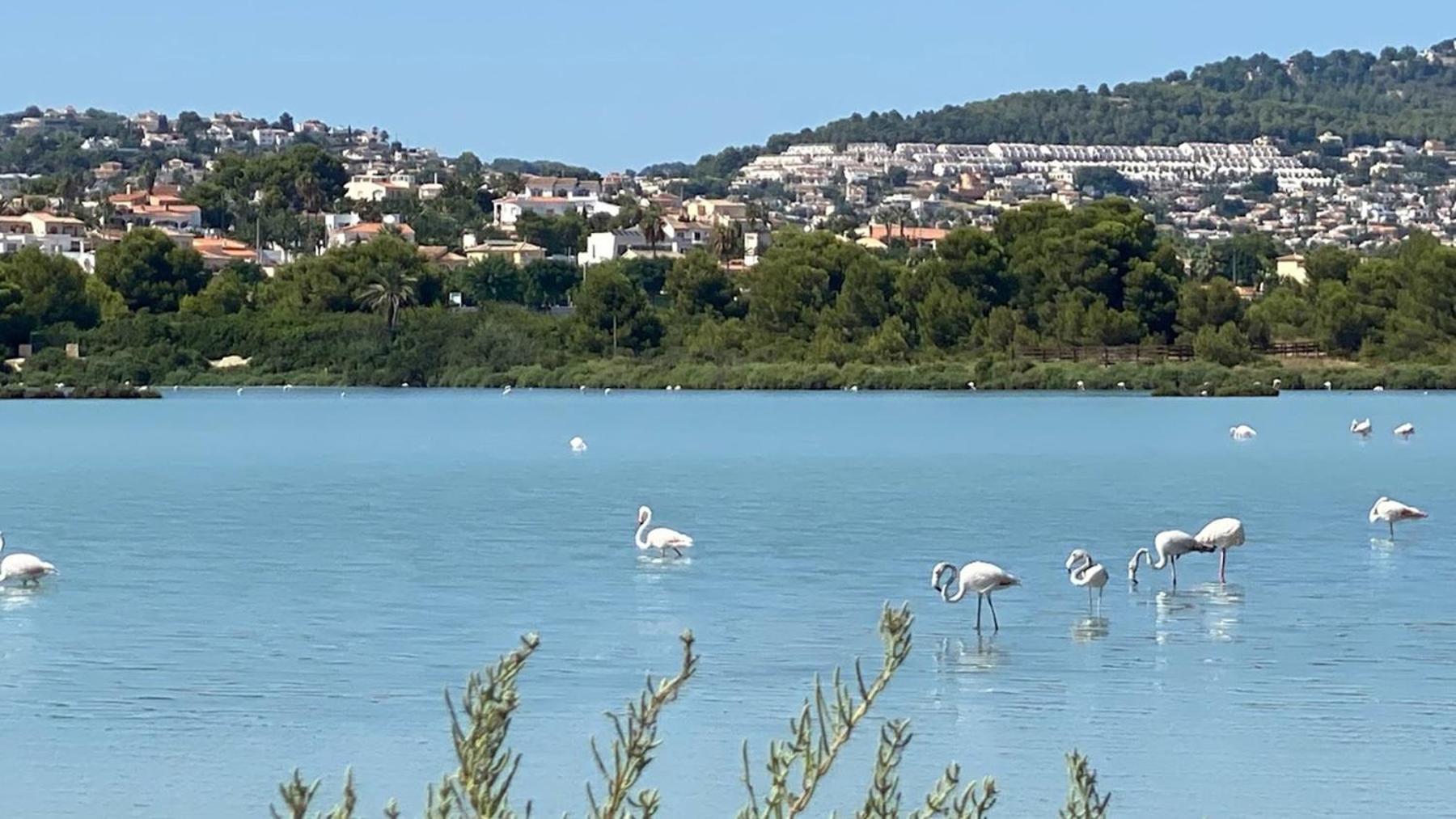 Timora Sea View New Apart' Hipocampos Calpe Exteriör bild
